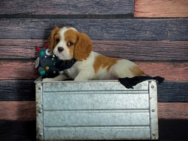 Cavalier King Charles Spaniel-DOG-Male-Blenheim-24879-Petland Scottsdale, Arizona