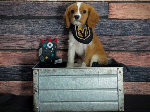 Cavalier King Charles Spaniel-DOG-Female-Blenheim-24878-Petland Scottsdale, Arizona