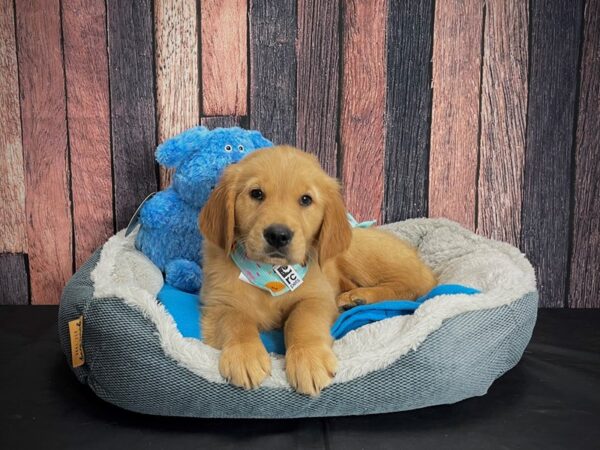 Golden Retriever-DOG-Female-Golden-24927-Petland Scottsdale, Arizona