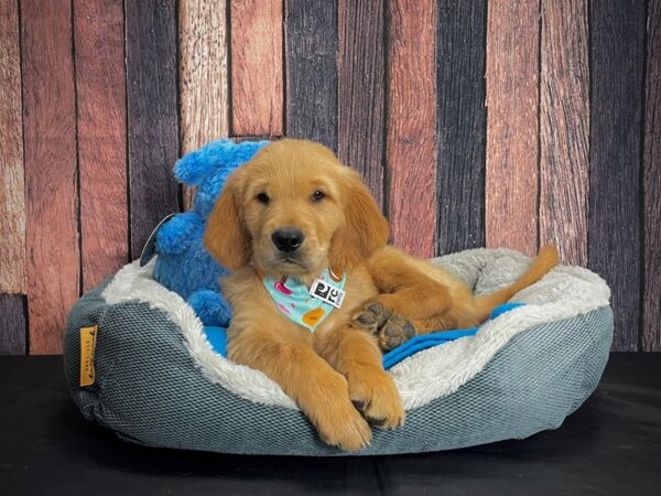 Golden Retriever-DOG-Male-Golden-24926-Petland Scottsdale, Arizona