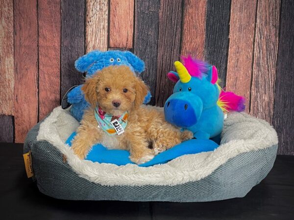 Poodle-DOG-Female--24925-Petland Scottsdale, Arizona