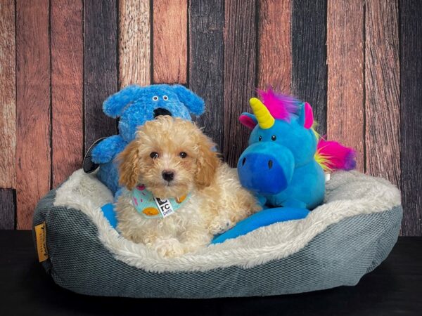 Poodle-DOG-Female--24924-Petland Scottsdale, Arizona
