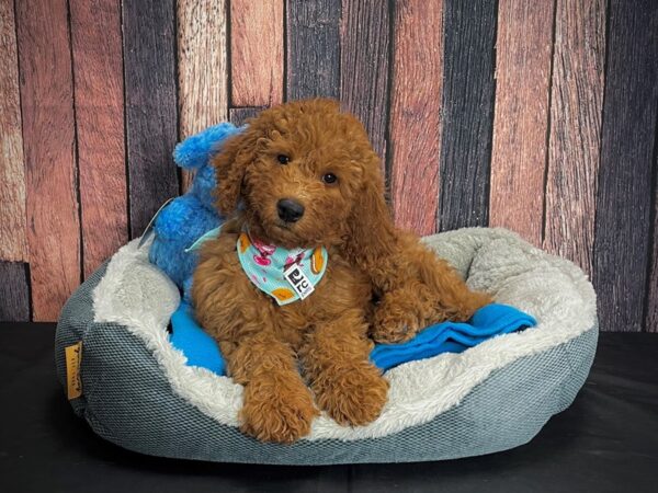 Labradoodle F1-B-DOG-Female--24923-Petland Scottsdale, Arizona