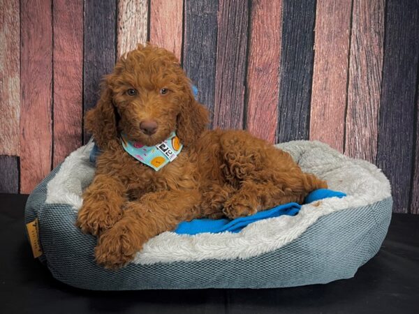 Labradoodle F1-B-DOG-Female--24922-Petland Scottsdale, Arizona