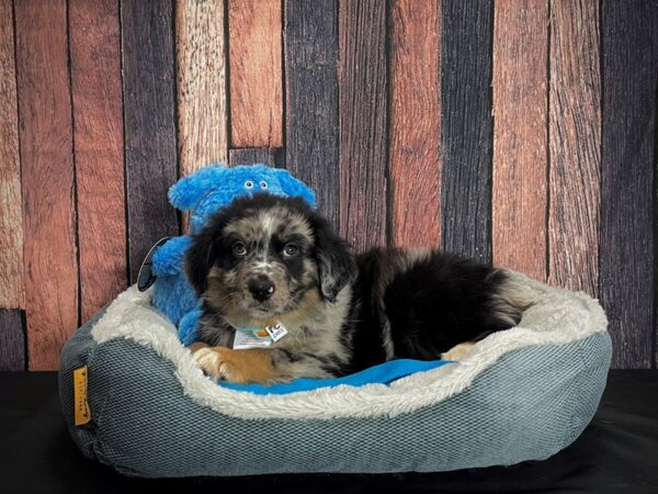 Miniature Australian Shepherd-DOG-Male-Blue Merle White and Tan-24921-Petland Scottsdale, Arizona