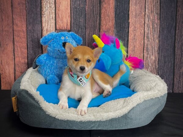 Shiba Inu-DOG-Male-Red-24920-Petland Scottsdale, Arizona