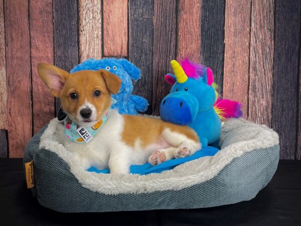 Pembroke Welsh Corgi-DOG-Female-Red-24919-Petland Scottsdale, Arizona