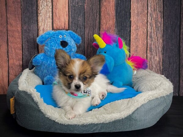 Papillon-DOG-Male-White and Sable-24918-Petland Scottsdale, Arizona