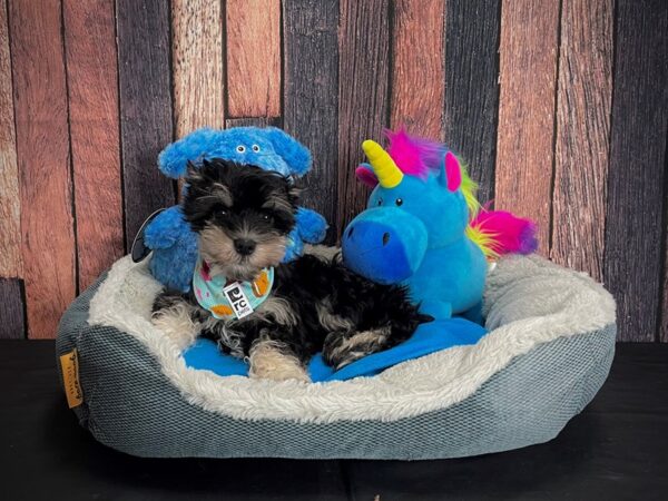 Miniature Schnauzer-DOG-Male-Black and Silver-24917-Petland Scottsdale, Arizona