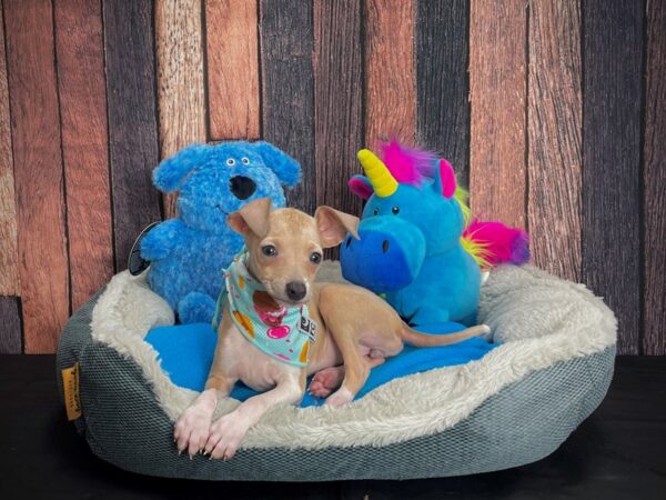 Italian Greyhound-DOG-Female-Fawn-24916-Petland Scottsdale, Arizona