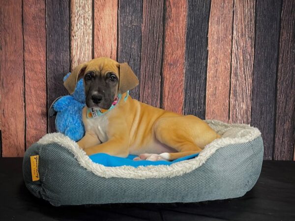 Great Dane-DOG-Female-Fawn-24915-Petland Scottsdale, Arizona