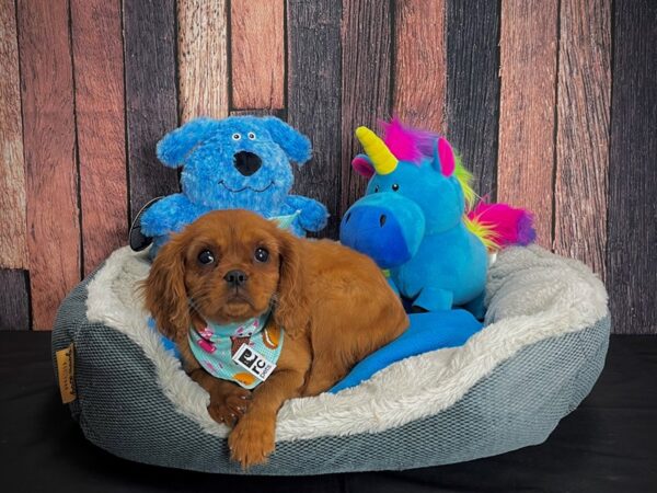 Cavalier King Charles Spaniel-DOG-Female-Ruby-24914-Petland Scottsdale, Arizona