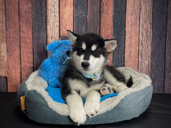 Alaskan Malamute-DOG-Male-Black and White-24913-Petland Scottsdale, Arizona