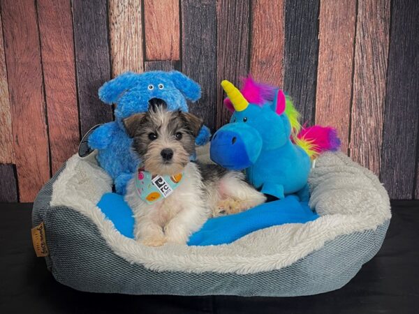 Miniature Schnauzer/Poodle-DOG-Female-Salt / Pepper-24912-Petland Scottsdale, Arizona