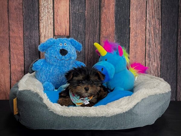 Yorkshire Terrier-DOG-Male-Black / Tan-24910-Petland Scottsdale, Arizona