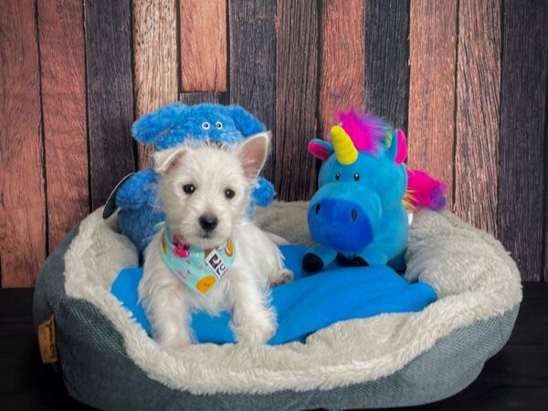 West Highland White Terrier-DOG-Male-White-24909-Petland Scottsdale, Arizona