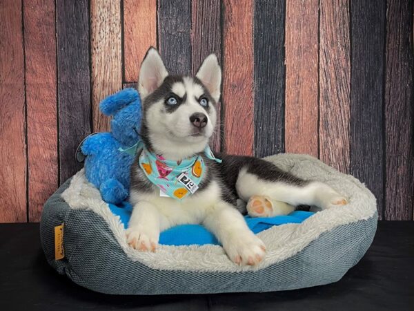 Siberian Husky-DOG-Male-Black / White-24908-Petland Scottsdale, Arizona