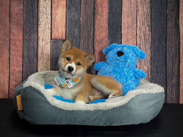 Shiba Inu-DOG-Male-Red Sesame-24907-Petland Scottsdale, Arizona