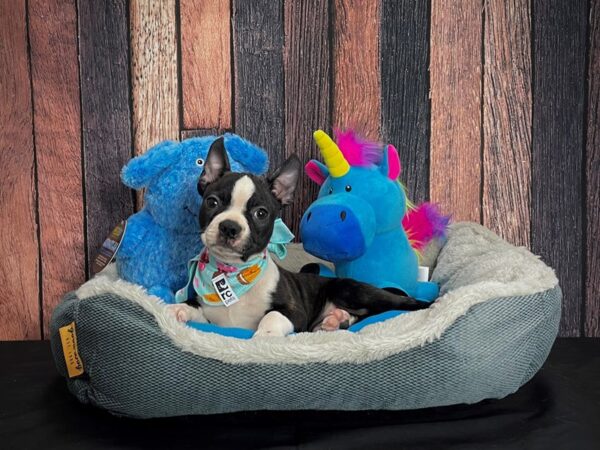 Boston Terrier-DOG-Male-Black / White-24906-Petland Scottsdale, Arizona