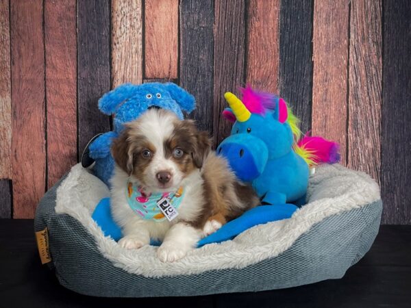 Australian Shepherd/Miniature Australian Shepherd-DOG-Male-Chocolate Merle-24905-Petland Scottsdale, Arizona