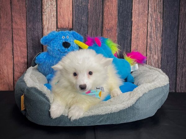 American Eskimo Dog-DOG-Female-White-24903-Petland Scottsdale, Arizona
