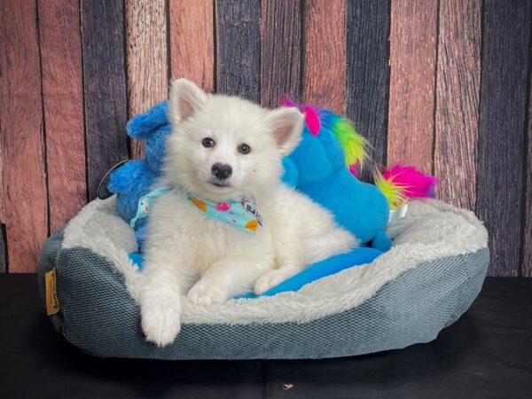 American Eskimo Dog-DOG-Male-White-24902-Petland Scottsdale, Arizona