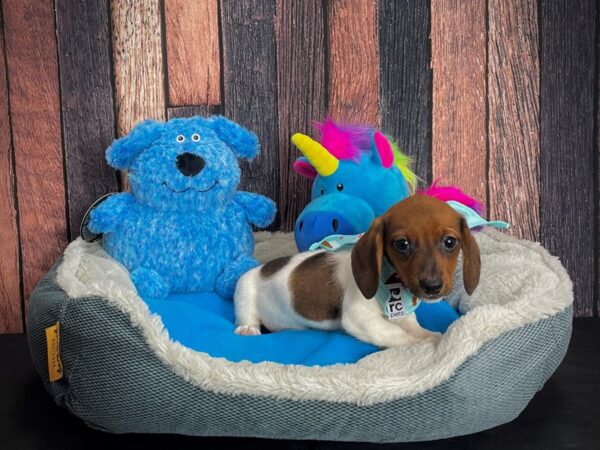 Dachshund-DOG-Female-Red-24901-Petland Scottsdale, Arizona