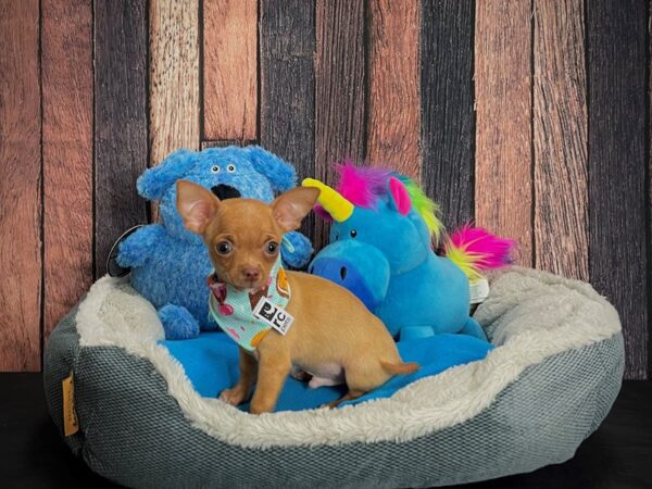 Chihuahua-DOG-Male-Red-24900-Petland Scottsdale, Arizona
