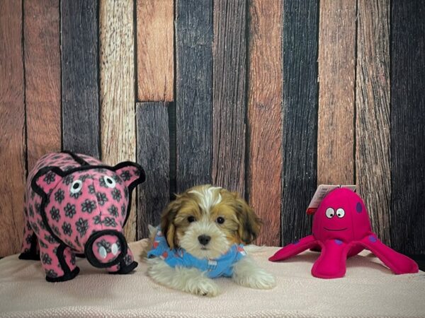 Bichon Frise/Shih Tzu-DOG-Male-White / Gold-24947-Petland Scottsdale, Arizona