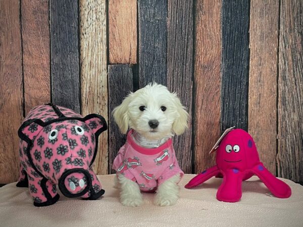 Dachshund/Poodle-DOG-Female-CREAMPIED-24954-Petland Scottsdale, Arizona