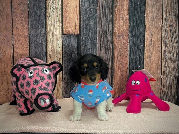 Dachshund/Poodle-DOG-Male-Tri-Color-24953-Petland Scottsdale, Arizona