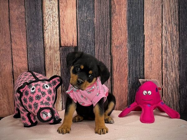 Rottweiler-DOG-Female-Black & Mahogany-24952-Petland Scottsdale, Arizona