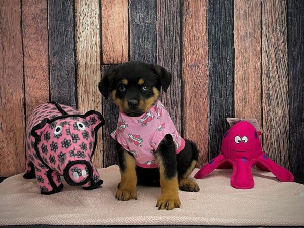 Rottweiler-DOG-Female-Black & Mahogany-24951-Petland Scottsdale, Arizona