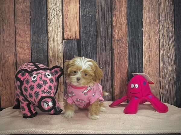 Poodle/Shih Tzu-DOG-Female-Apricot-24950-Petland Scottsdale, Arizona