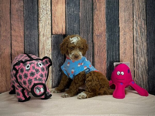 F1B Mini Goldendoodle-DOG-Male-Red-24949-Petland Scottsdale, Arizona
