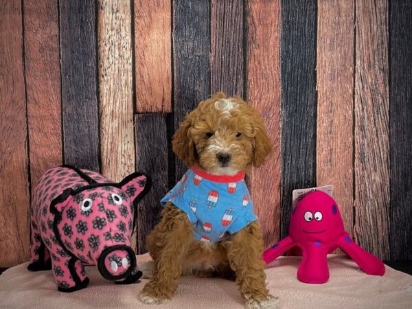 F1B Mini Goldendoodle-DOG-Male-Dark Golden-24948-Petland Scottsdale, Arizona