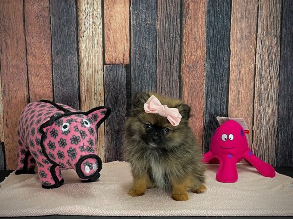 Pomeranian-DOG-Female-Red Sable-24944-Petland Scottsdale, Arizona