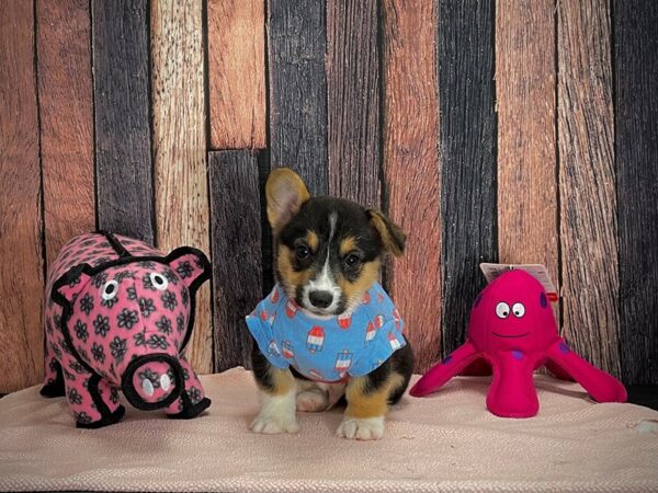 Pembroke Welsh Corgi-DOG-Male-Black / Tan-24943-Petland Scottsdale, Arizona