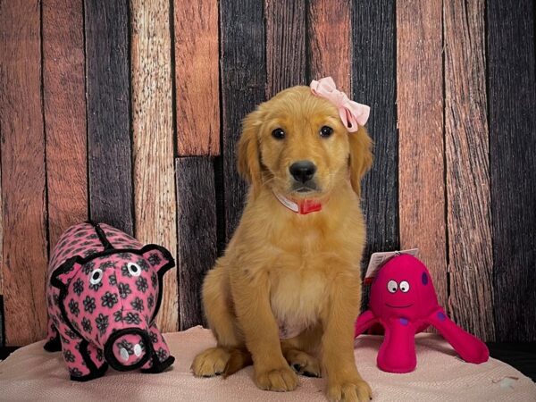 Golden Retriever-DOG-Female-Golden-24941-Petland Scottsdale, Arizona