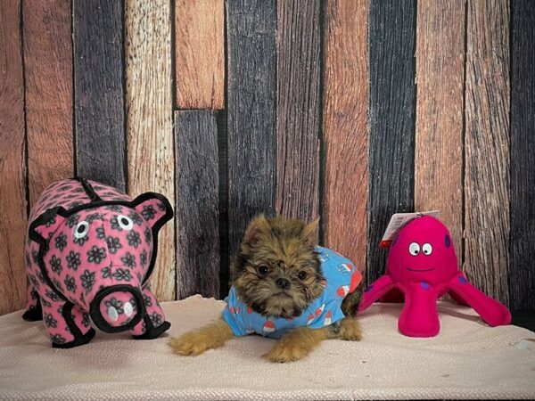 Brussels Griffon-DOG-Male-Belge-24940-Petland Scottsdale, Arizona