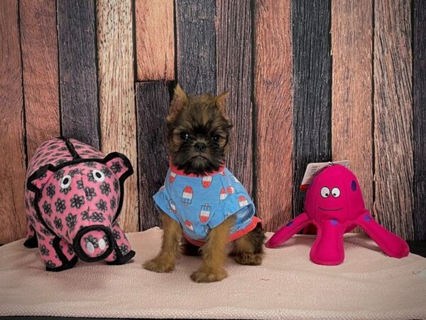Brussels Griffon-DOG-Male-Belge-24939-Petland Scottsdale, Arizona