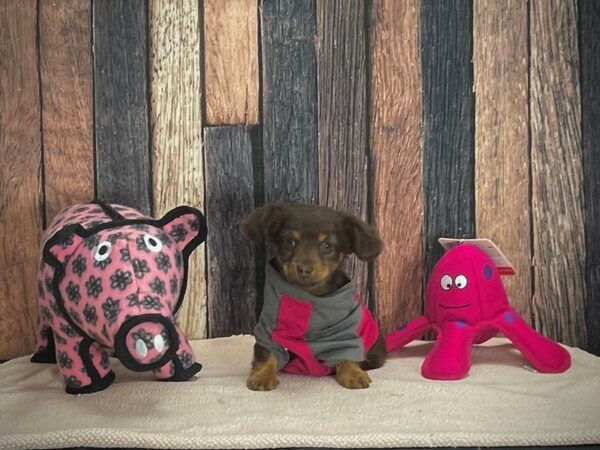 Chihuahua/Dachshund-DOG-Female-Chocolate and Tan-24938-Petland Scottsdale, Arizona