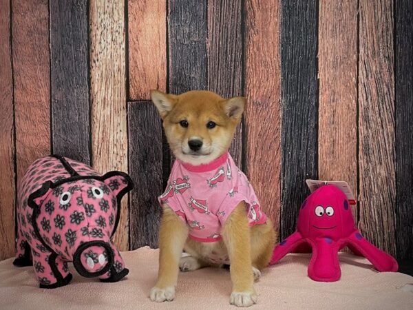 Shiba Inu-DOG-Female-Red and White-24937-Petland Scottsdale, Arizona