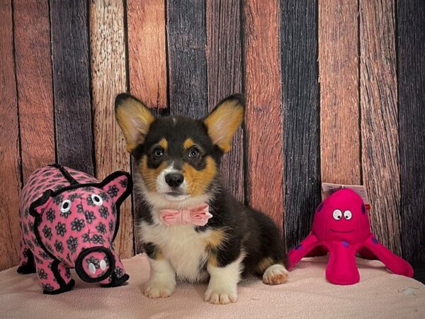 Pembroke Welsh Corgi-DOG-Male-Black and Tan-24936-Petland Scottsdale, Arizona
