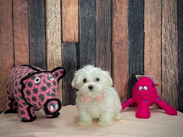 Maltese-DOG-Male-White-24934-Petland Scottsdale, Arizona