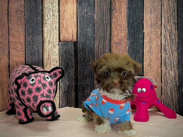 Havanese-DOG-Male-Chocolate-24933-Petland Scottsdale, Arizona