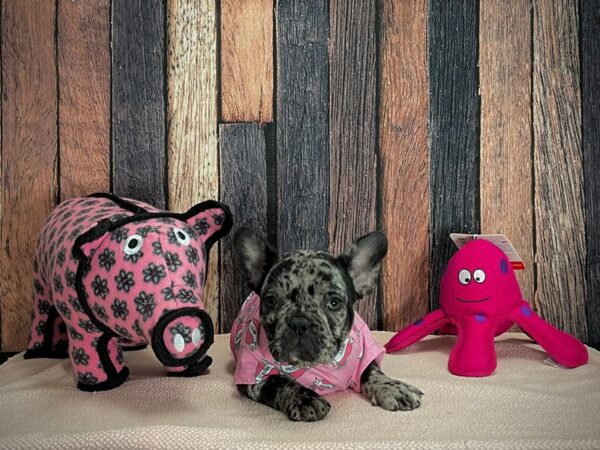 French Bulldog-DOG-Female-Blue-24932-Petland Scottsdale, Arizona