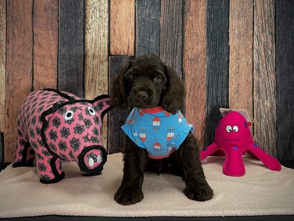 Cocker Spaniel-DOG-Male-Brown-24930-Petland Scottsdale, Arizona