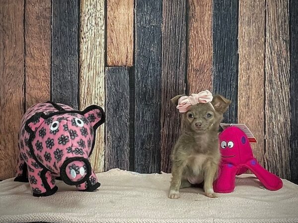 Chihuahua-DOG-Female-Blue and Tan-24929-Petland Scottsdale, Arizona