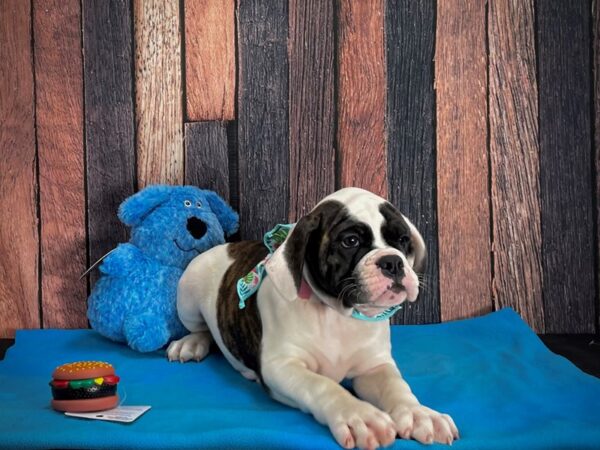 American Bulldog/English Bulldog-DOG-Female-Brindle and White-24961-Petland Scottsdale, Arizona